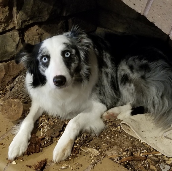 Meet your Posher, Mackenzie - Picture 3 of 3